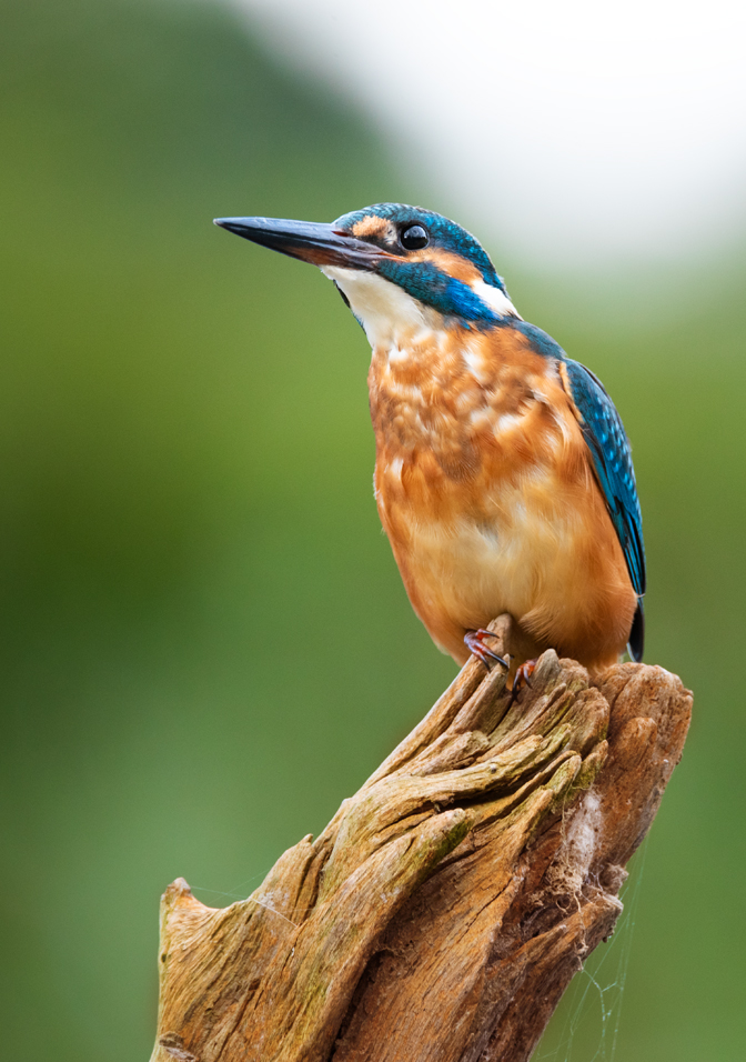 Alcedo Atthis