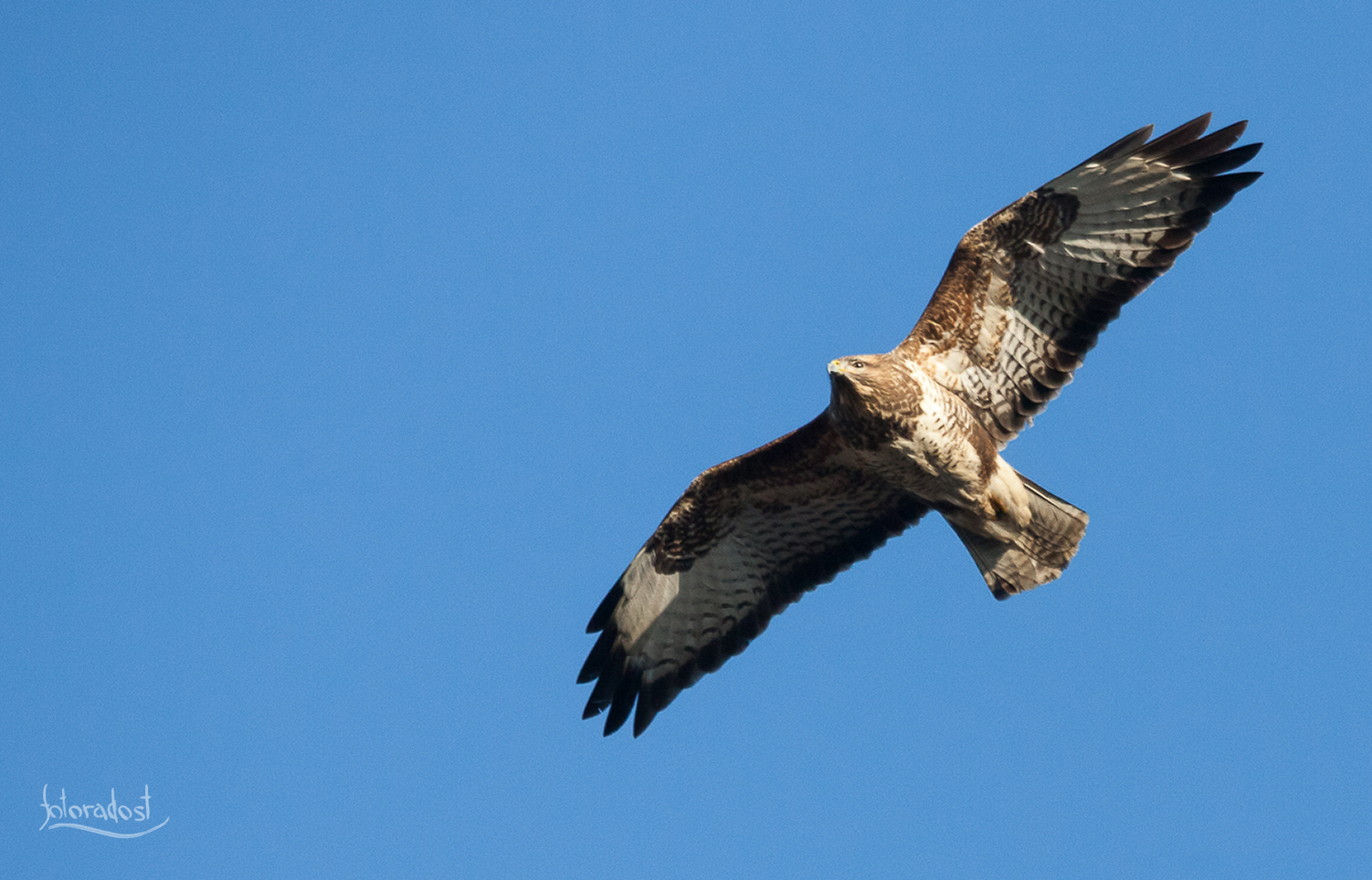 Káně lesní v letu (Buteo buteo)