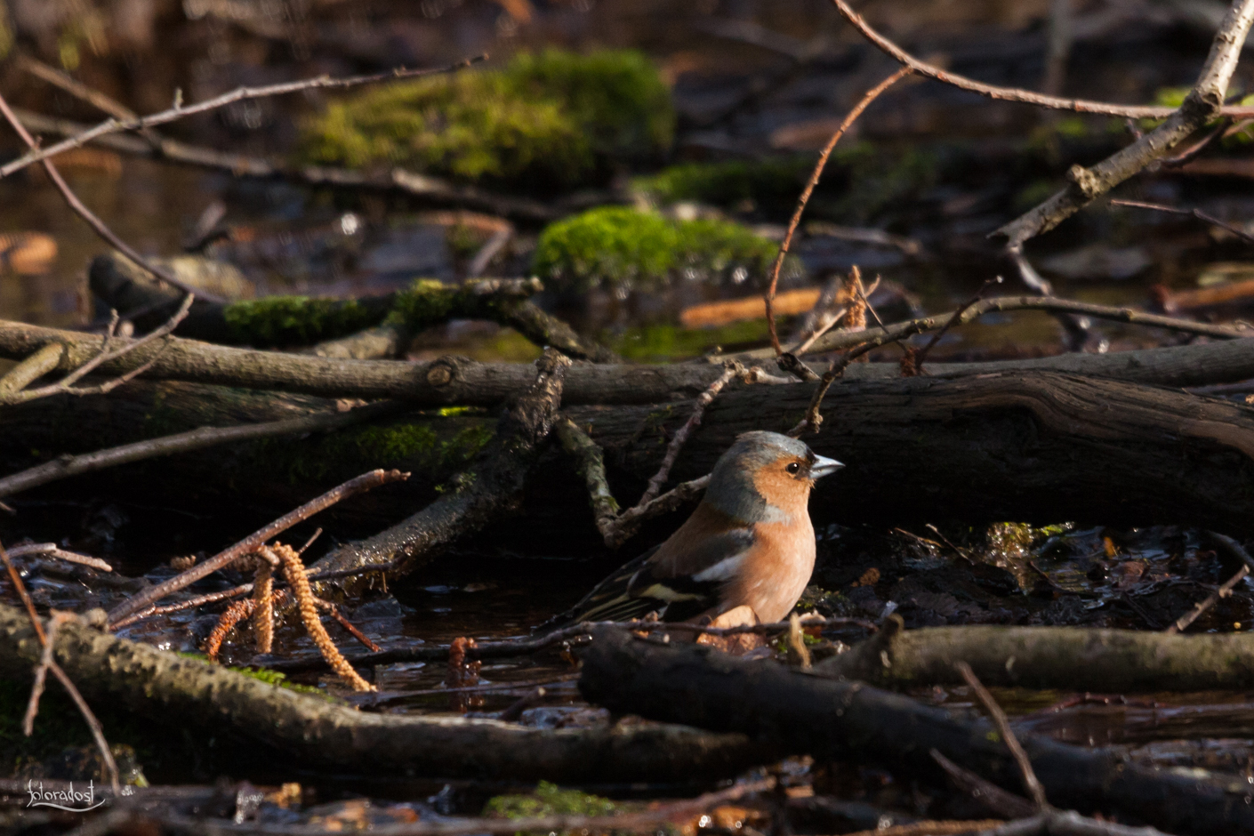 Pěnkava obecná / Fringilla coelebs / Common chaffinch