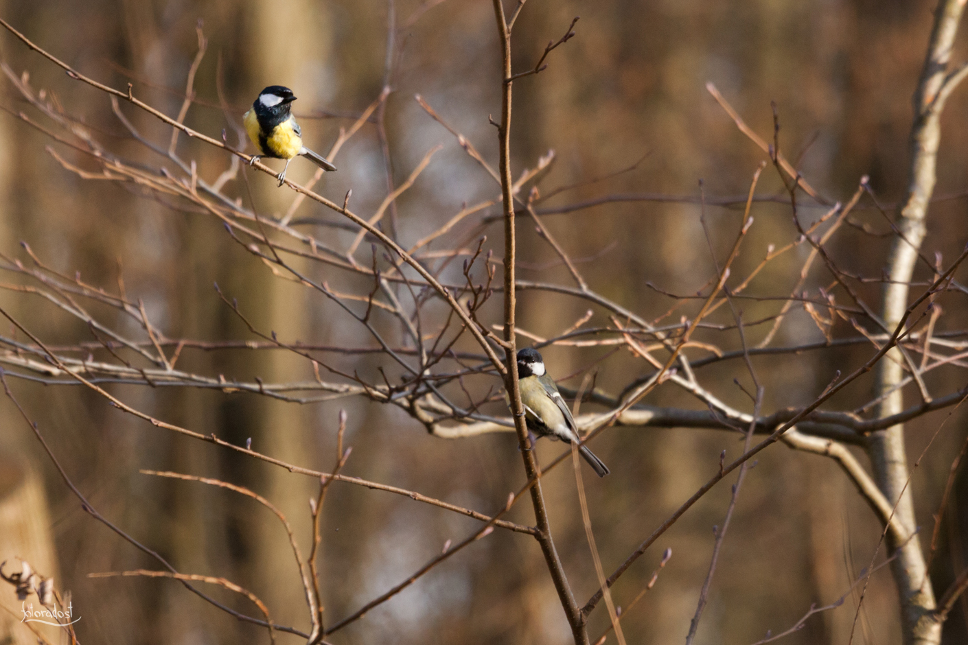 Sýkora uhelníček / Coal tit / Periparus ater