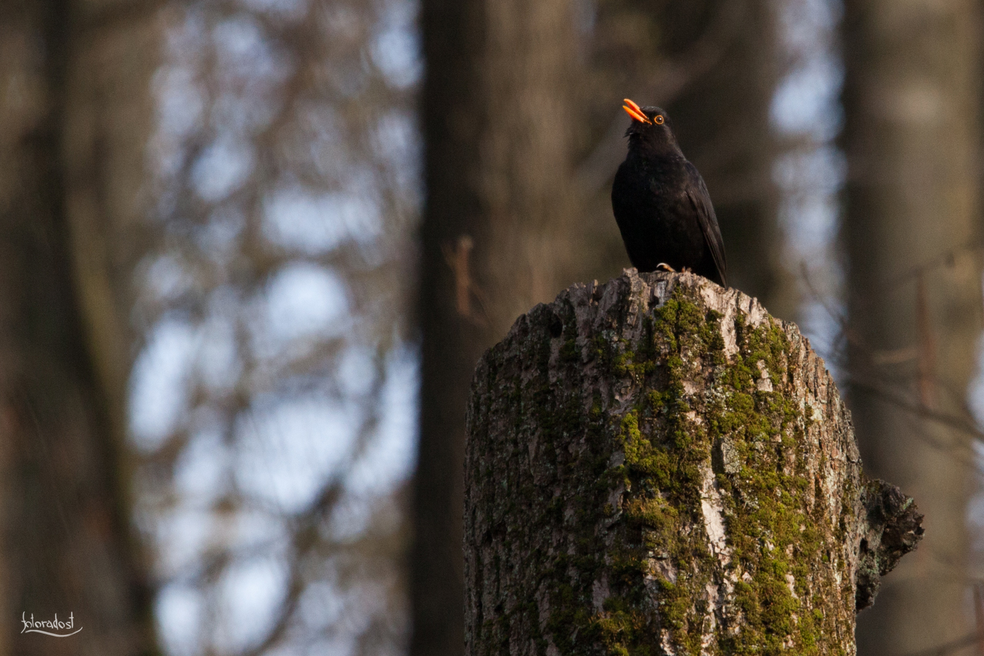 Kos černý / blackbird / Turdus merula