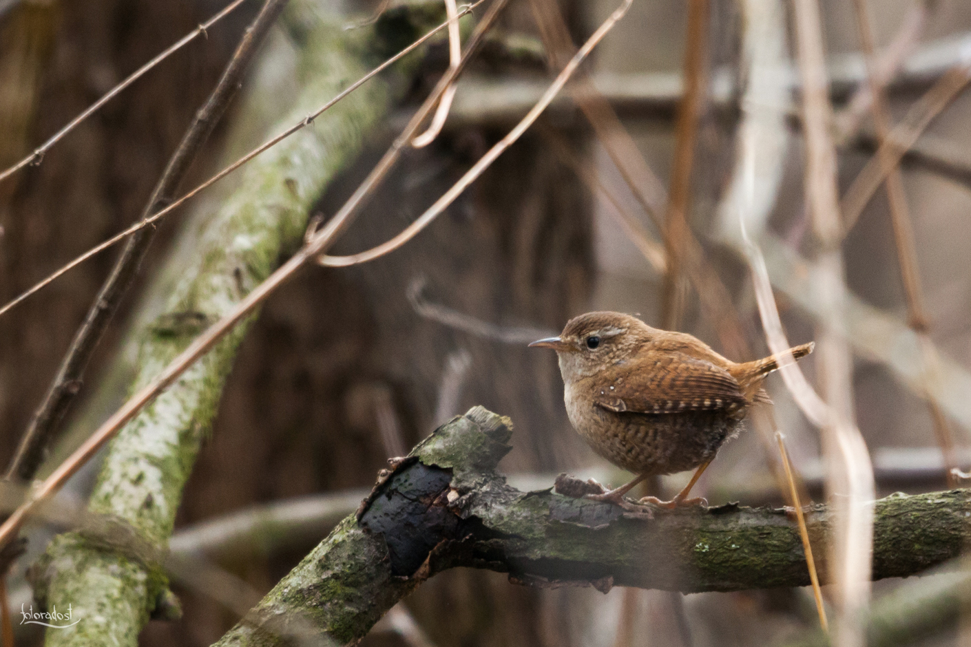 Střízlík obecný / Troglodytes troglodytes / Eurasian wren