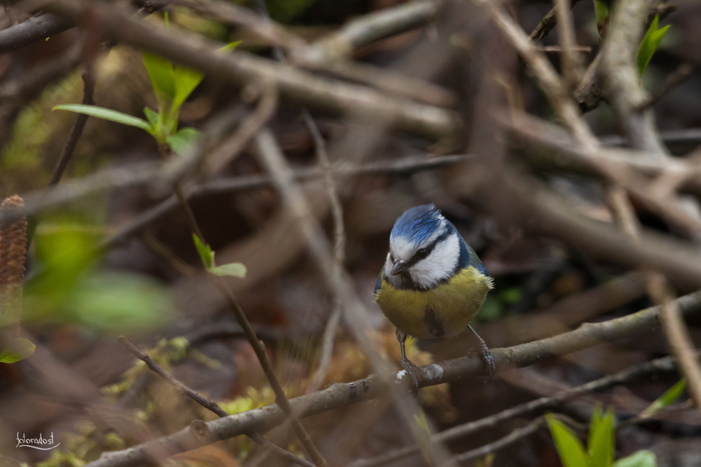 Sýkora modřinka / Tit / Cyanistes caeruleus