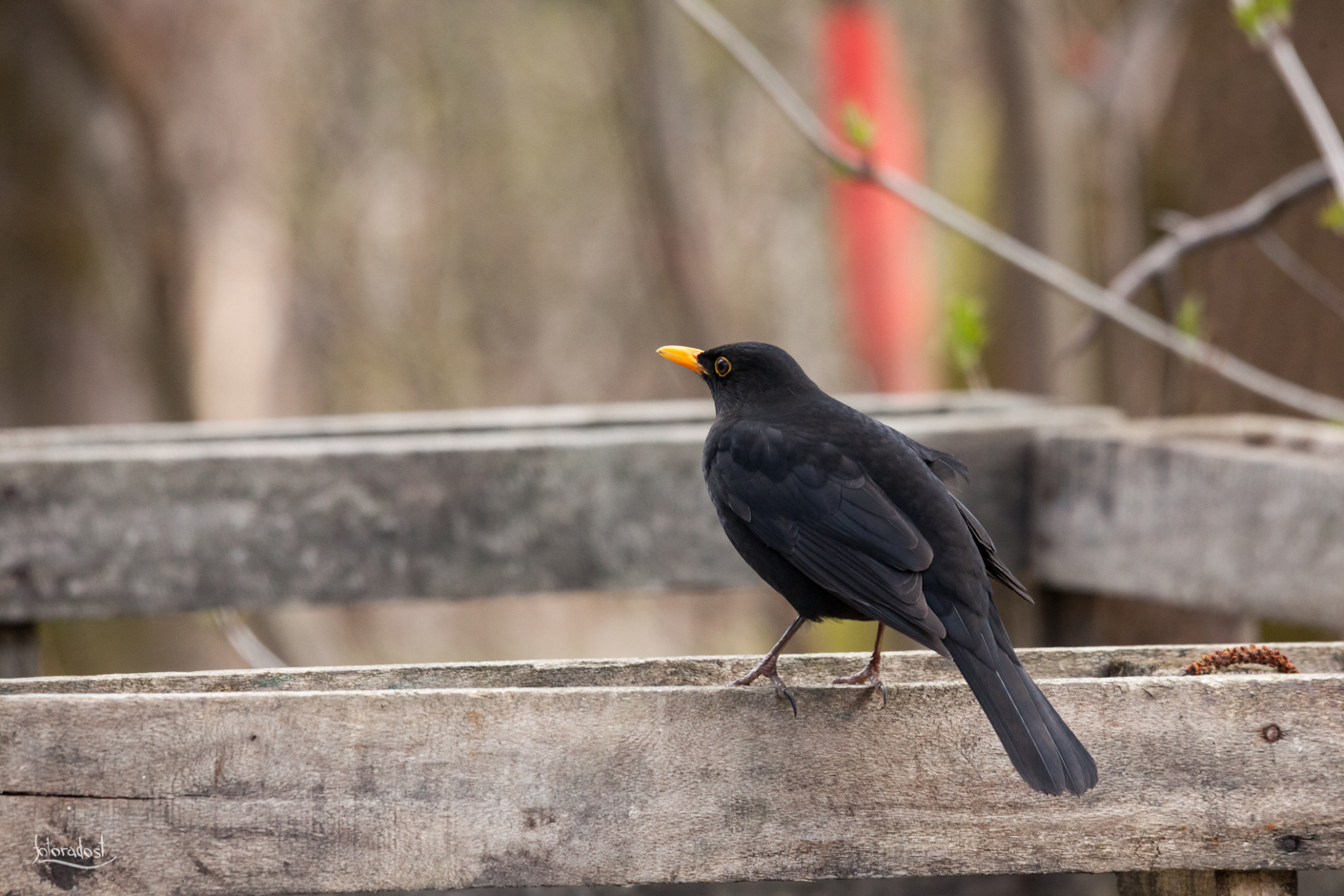 Kos černý / blackbird / Turdus merula