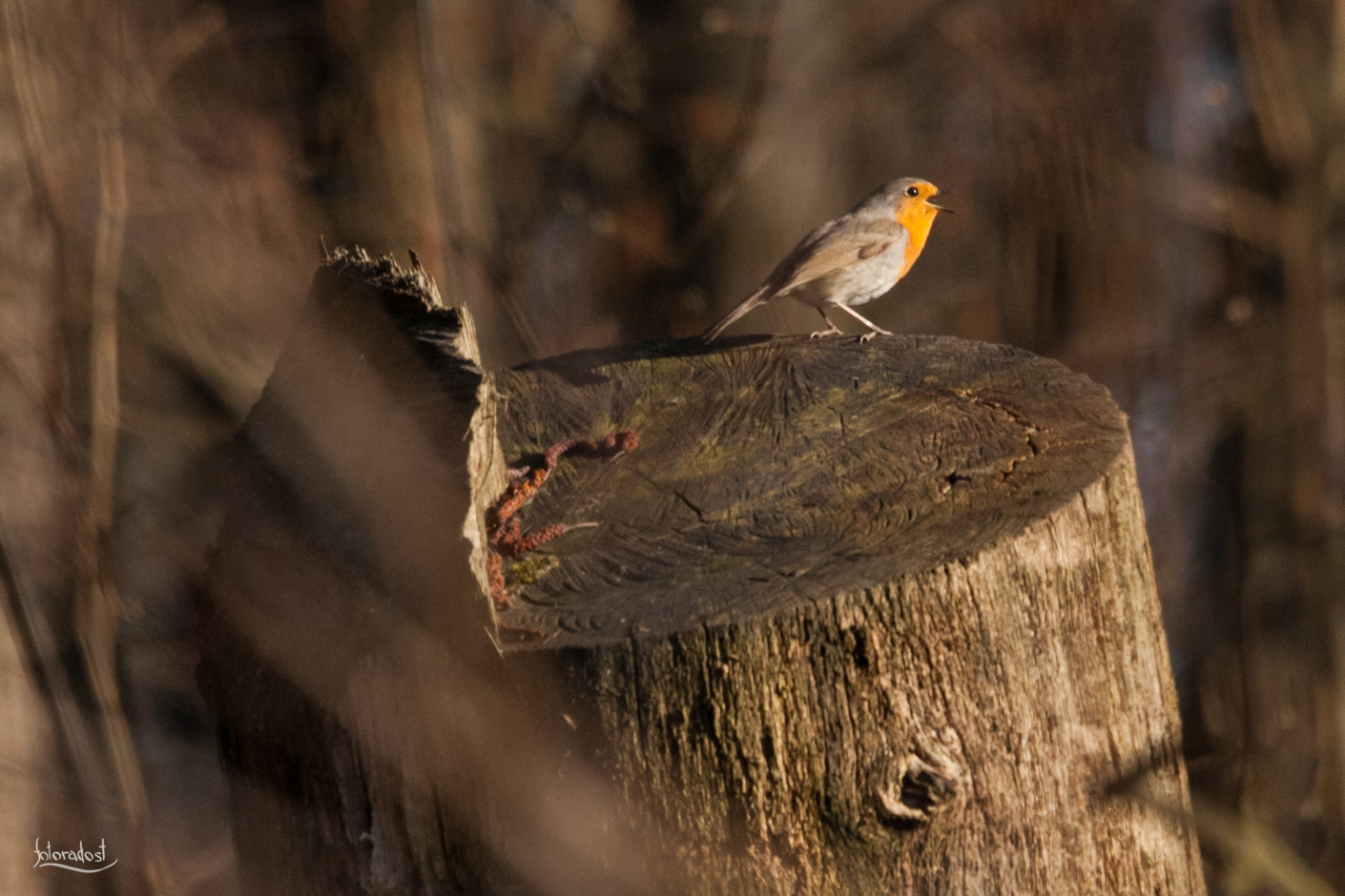 Červenka obecná / Erithacus rubecula / European robin