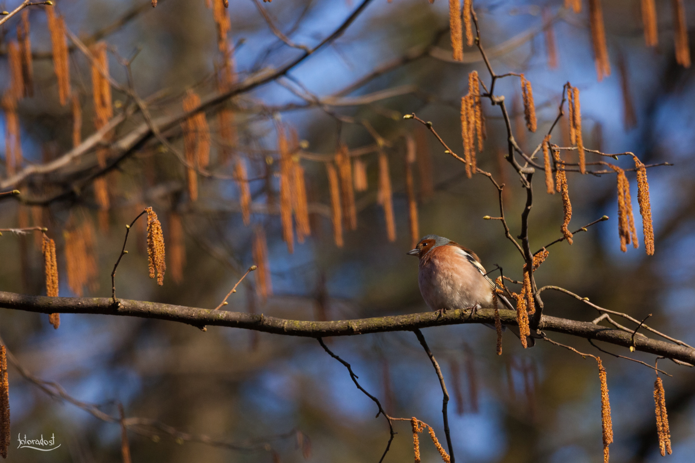 Pěnkava obecná / Chaffinch / Fringilla coelebs