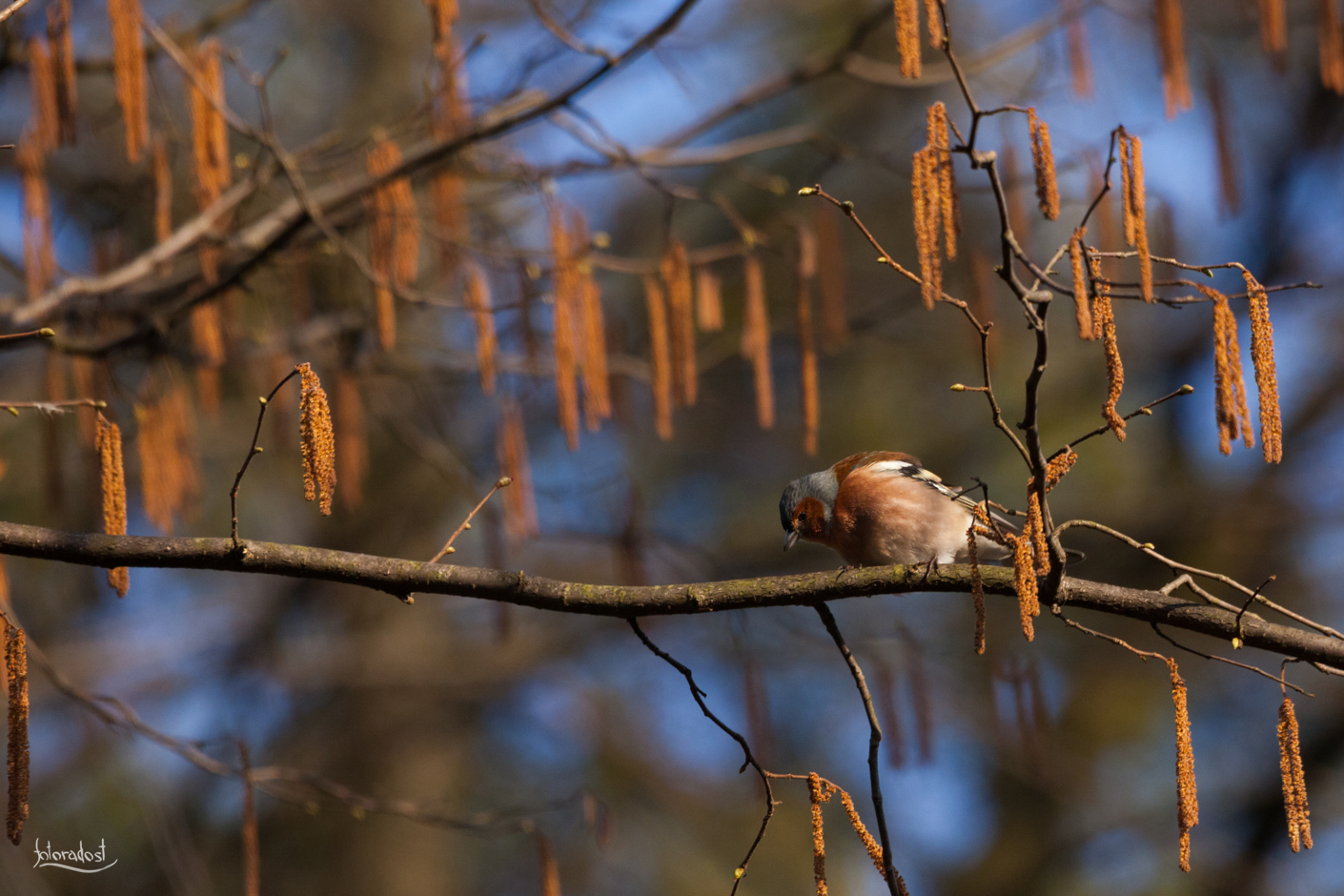 Pěnkava obecná / Chaffinch / Fringilla coelebs