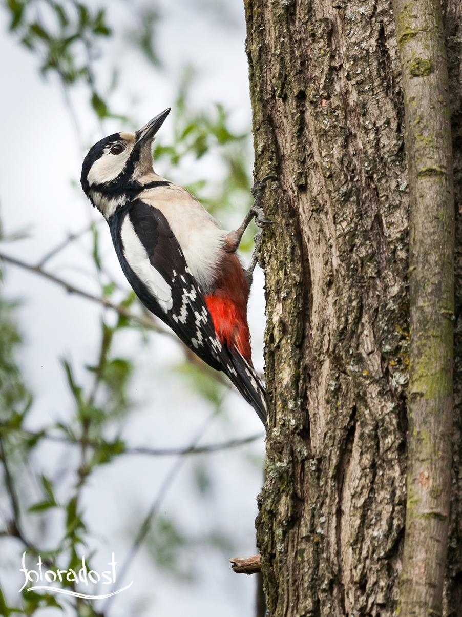 Strakapoud velký (samička) / Dendrocopos major / Great spotted woodpecker (female)