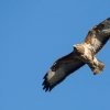 Káně lesní v letu (Buteo buteo)
