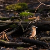 Pěnkava obecná / Fringilla coelebs / Common chaffinch