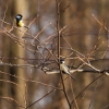 Sýkora uhelníček / Coal tit / Periparus ater