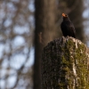 Kos černý / blackbird / Turdus merula