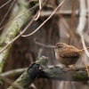 Střízlík obecný / Troglodytes troglodytes / Eurasian wren