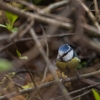 Sýkora modřinka / Tit / Cyanistes caeruleus