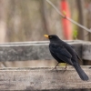 Kos černý / blackbird / Turdus merula