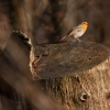 Červenka obecná / Erithacus rubecula / European robin