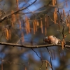 Pěnkava obecná / Chaffinch / Fringilla coelebs