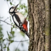Strakapoud velký (samička) / Dendrocopos major / Great spotted woodpecker (female)