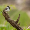 Konipas bílý / Motacilla alba / White wagtail
