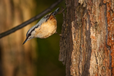 Brhlík lesní / Sitta europaea / Eurasian nuthatch / Wood nuthatch