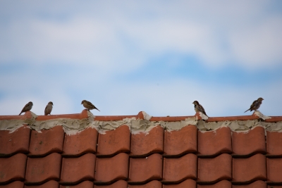 Vrabci na faře