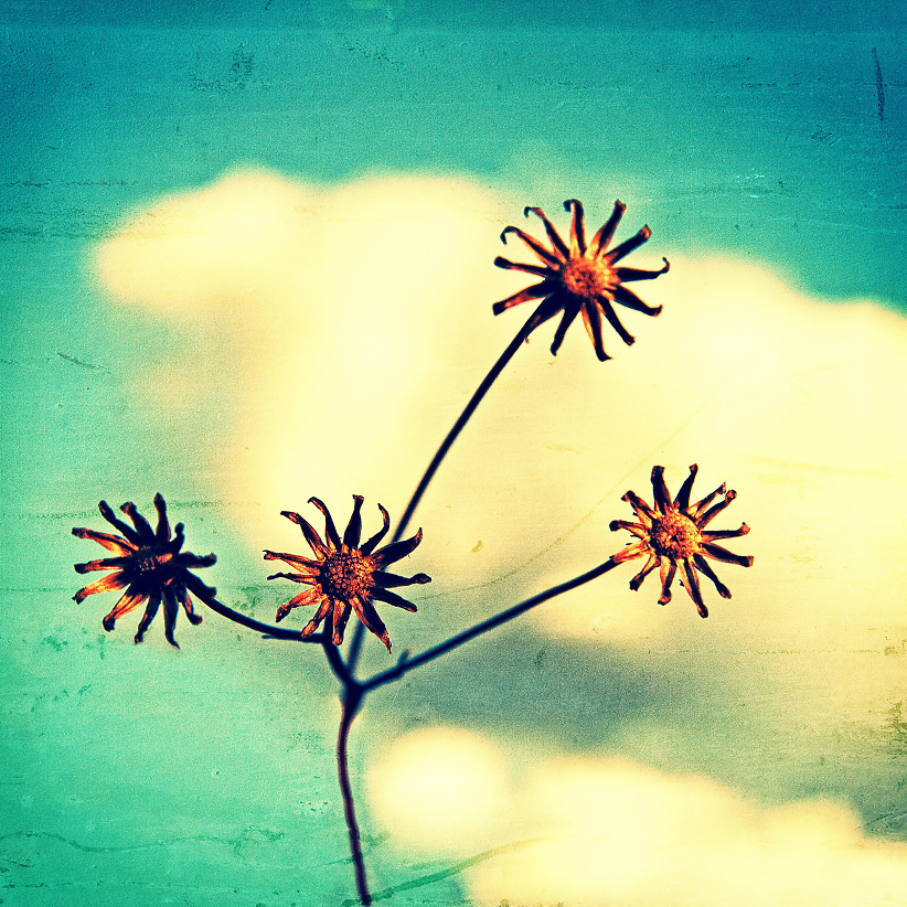 FOUR SUNS