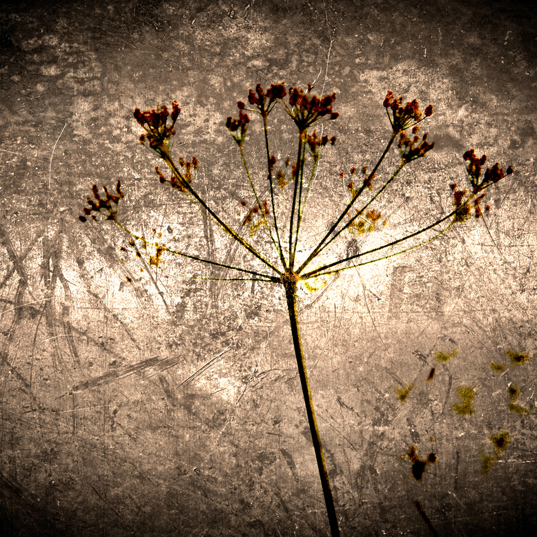 NATURAL REFLECTIONS I