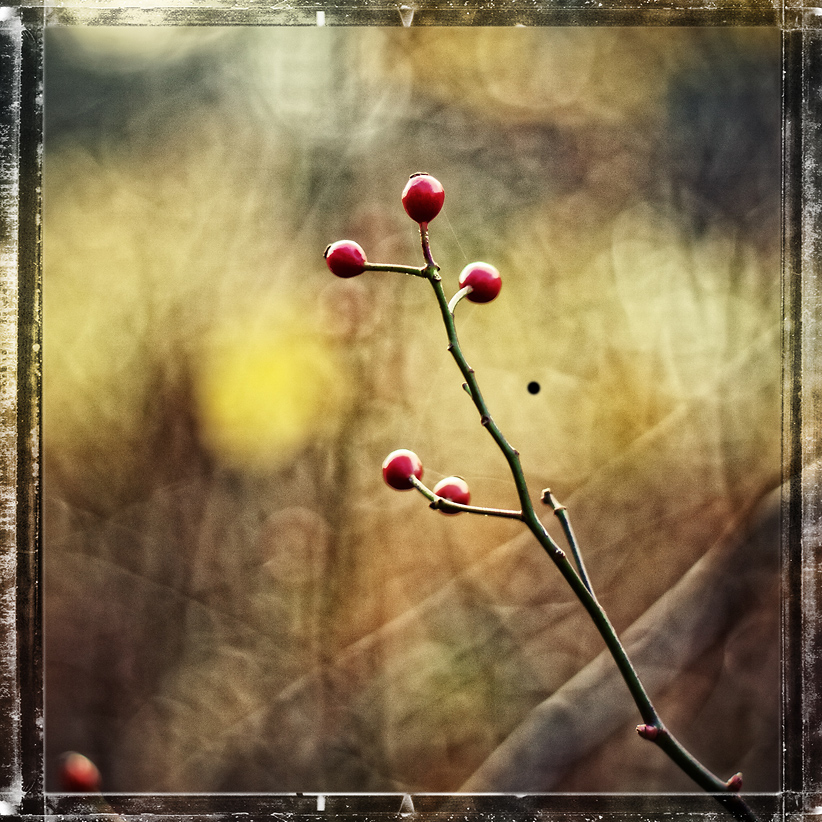 RED IN THE AUTUMN