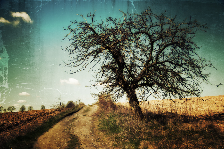 THE TREE AND THE ROAD