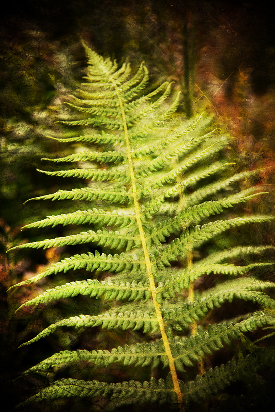 DREAM OF FERN