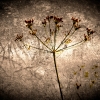 NATURAL REFLECTIONS I