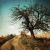 THE TREE AND THE ROAD