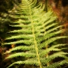 DREAM OF FERN