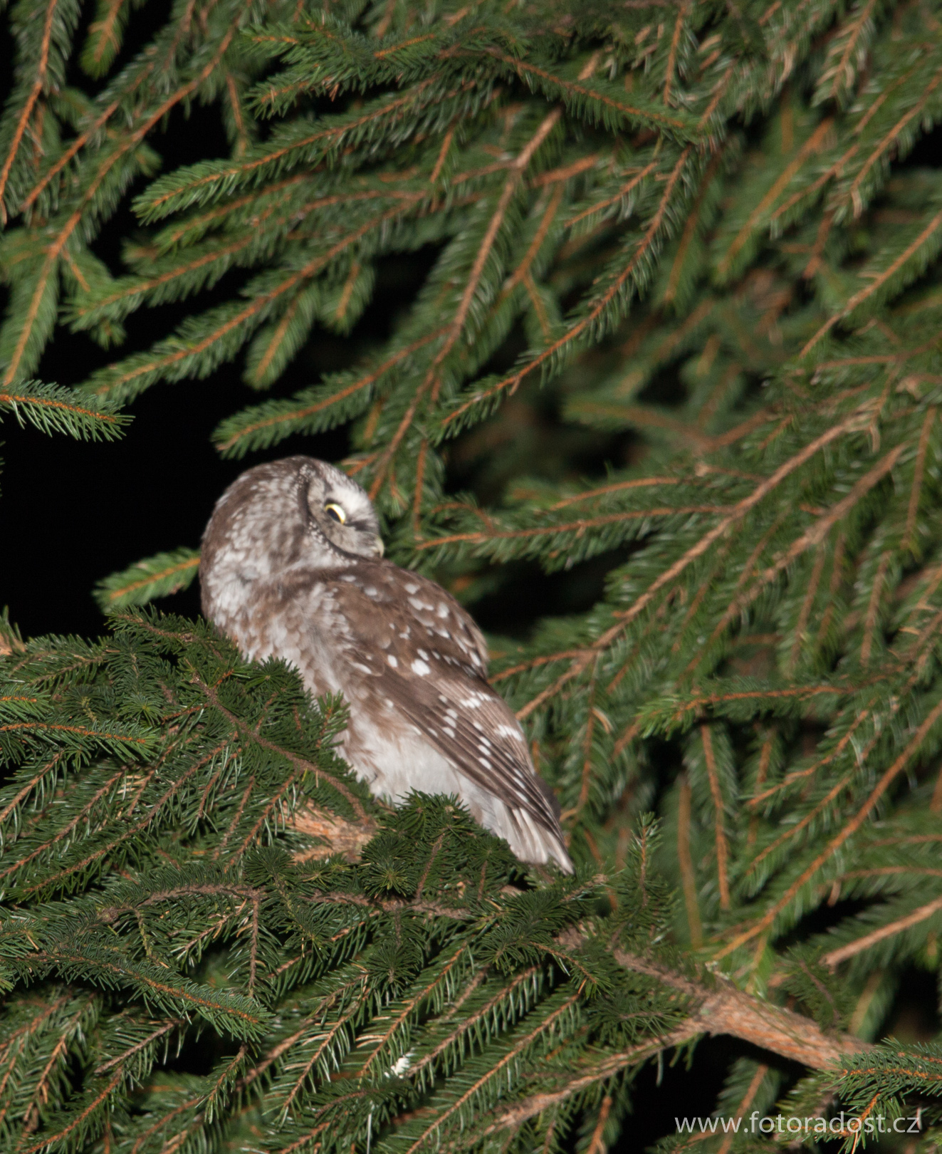 Aegolius funereus