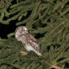 Aegolius funereus