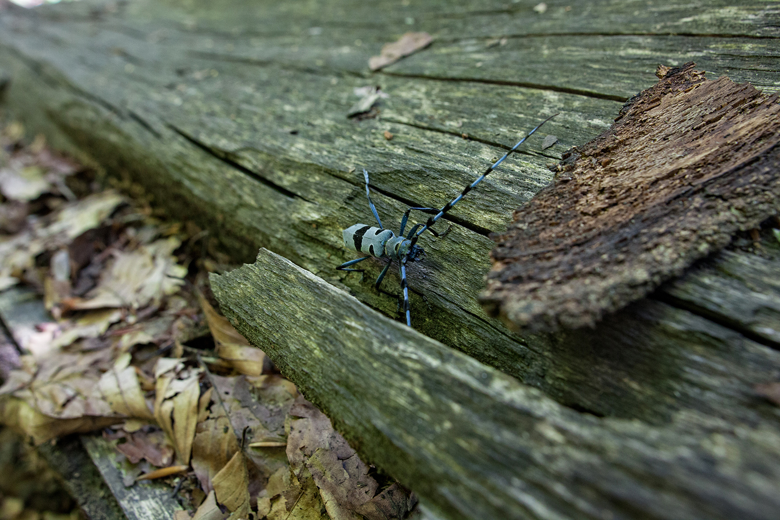 Tesařík alpský / Rosalia alpina / Rosalia longicorn