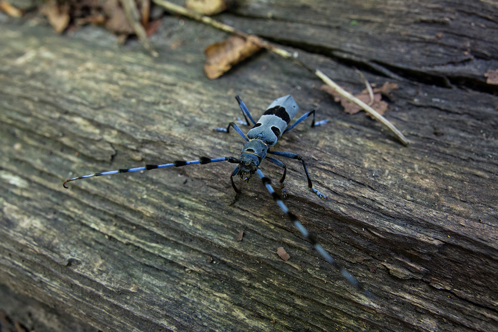 Tesařík alpský / Rosalia alpina / Rosalia longicorn