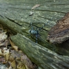 Tesařík alpský / Rosalia alpina / Rosalia longicorn