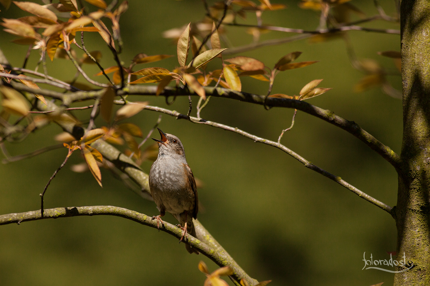 Pěnice modrá / Prunella modularis / Dunnock