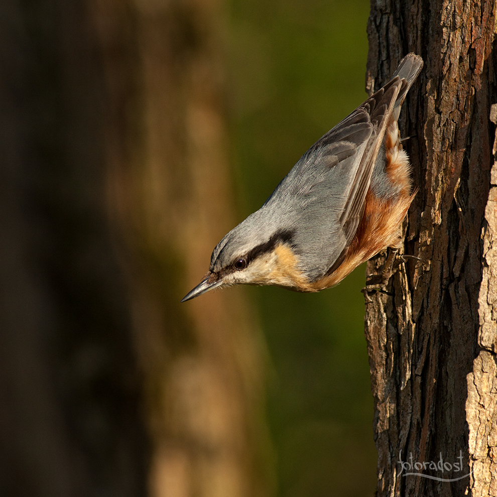Prvomájový brhlík lesní / Sitta europaea / Eurasian nuthatch