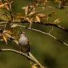 Pěnice modrá / Prunella modularis / Dunnock