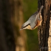 Prvomájový brhlík lesní / Sitta europaea / Eurasian nuthatch