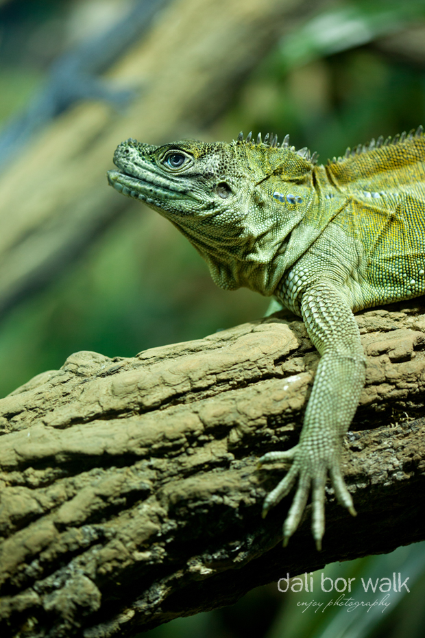 Agama molucká