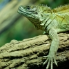 Agama molucká